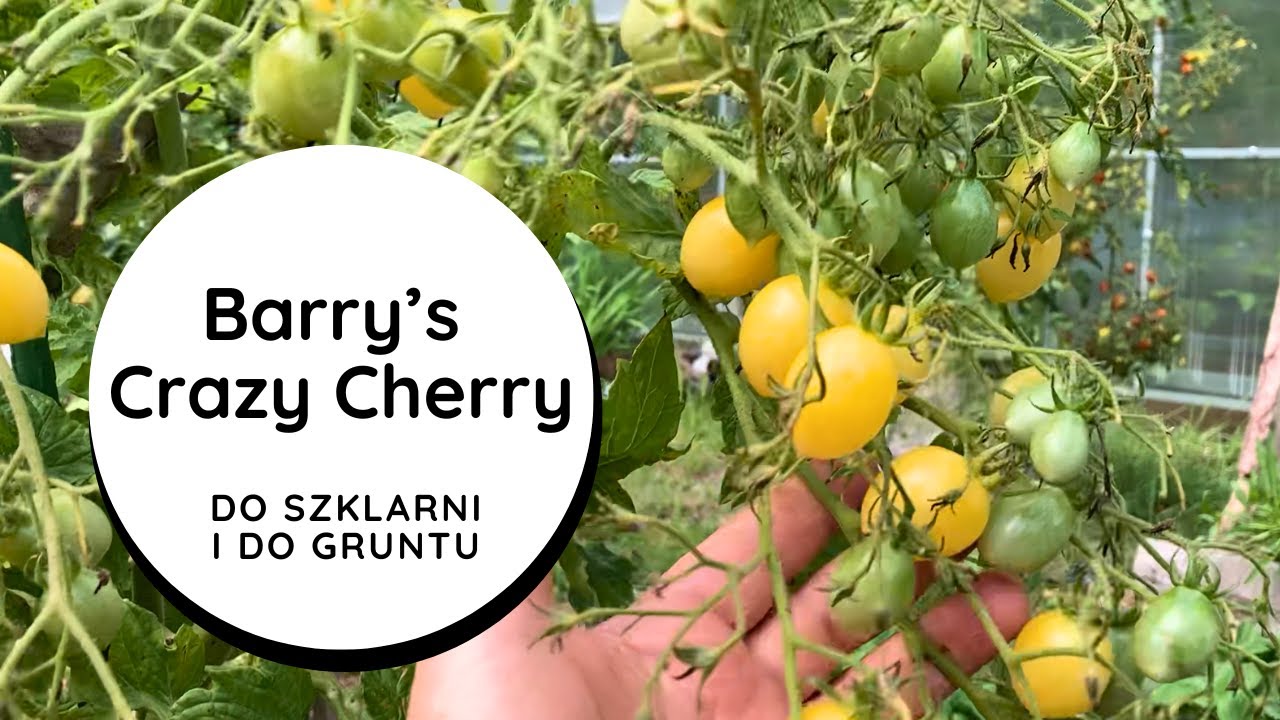Я никогда не видела ТАК МНОГО ФРУКТОВ! Barry's Crazy Cherry, этот помидор БЕЗУМНЫЙ! Вкусный, стойкий