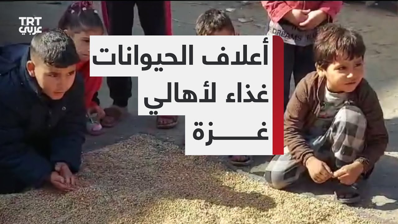 المجاعة تجبر الفلسطينيين في قطاع غزة على طحن الأعلاف لصناعة الخبز