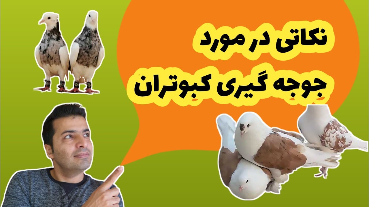 نکات جوجه گیری کبوتران
