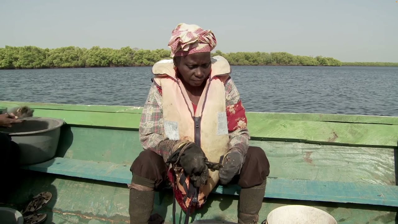 Découvrez le Delta du Sine Saloum : Un Trésor Écologique et Culturel du Sénégal