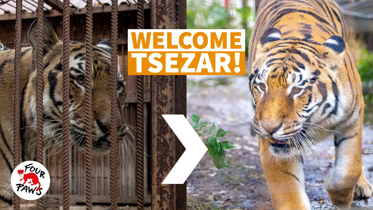 The life changing journey of tiger Tsezar | FOUR PAWS UK