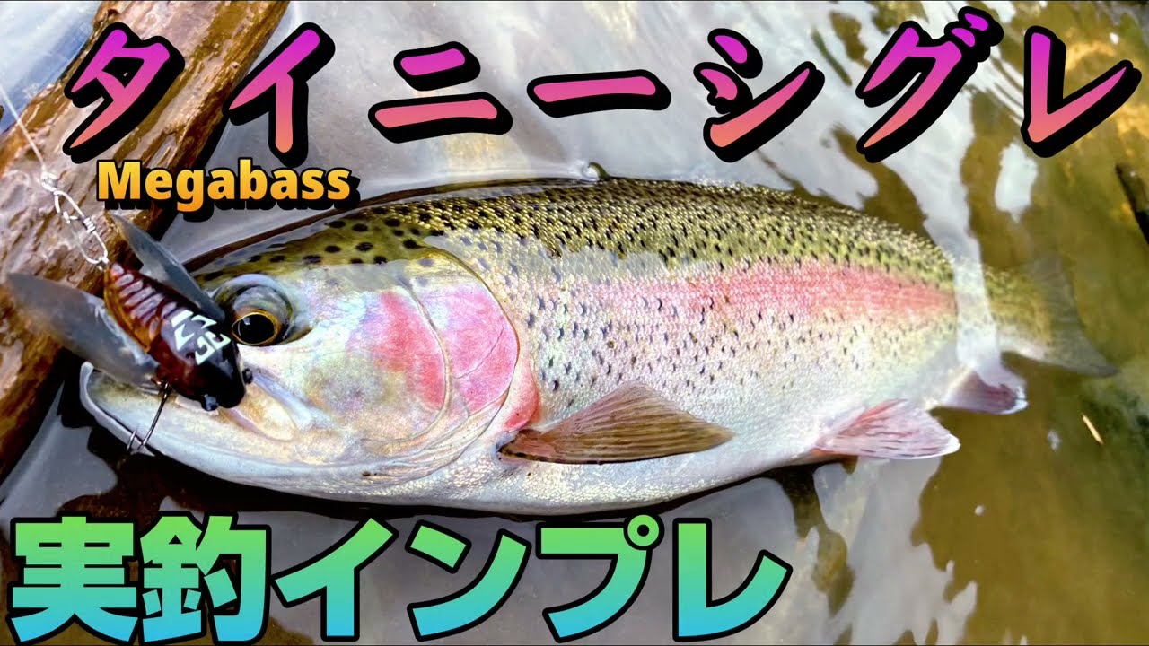 タイニーシグレ(Tiny Siglett) セミルアーを実釣インプレ！
