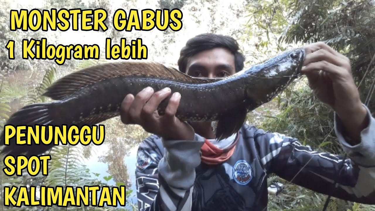 MANCING IKAN GABUS DAPAT MONSTER SERASA NARIK BUAYA