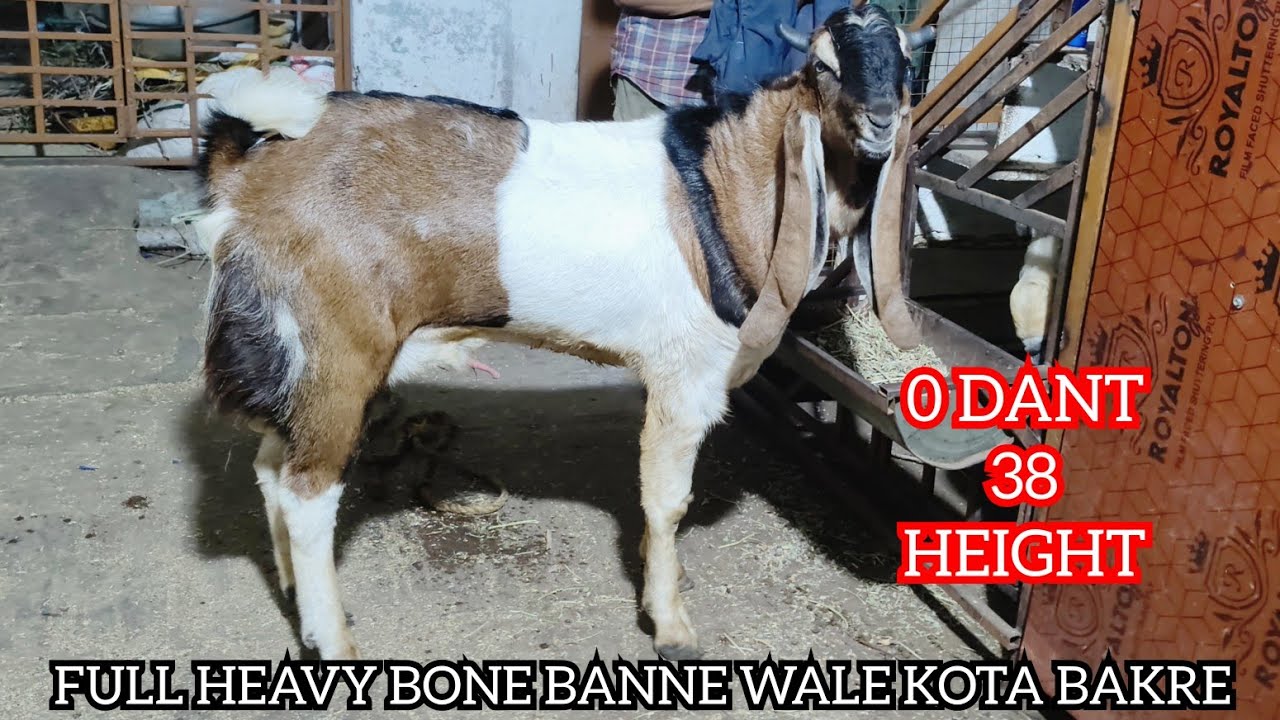 MASHALLAH FULL BANNE WALE KOTA BAKRE AVAILABLE AT IRSHAD KOTA GOAT FARM 📲 (7740803310) #KOTA ANIMAL 