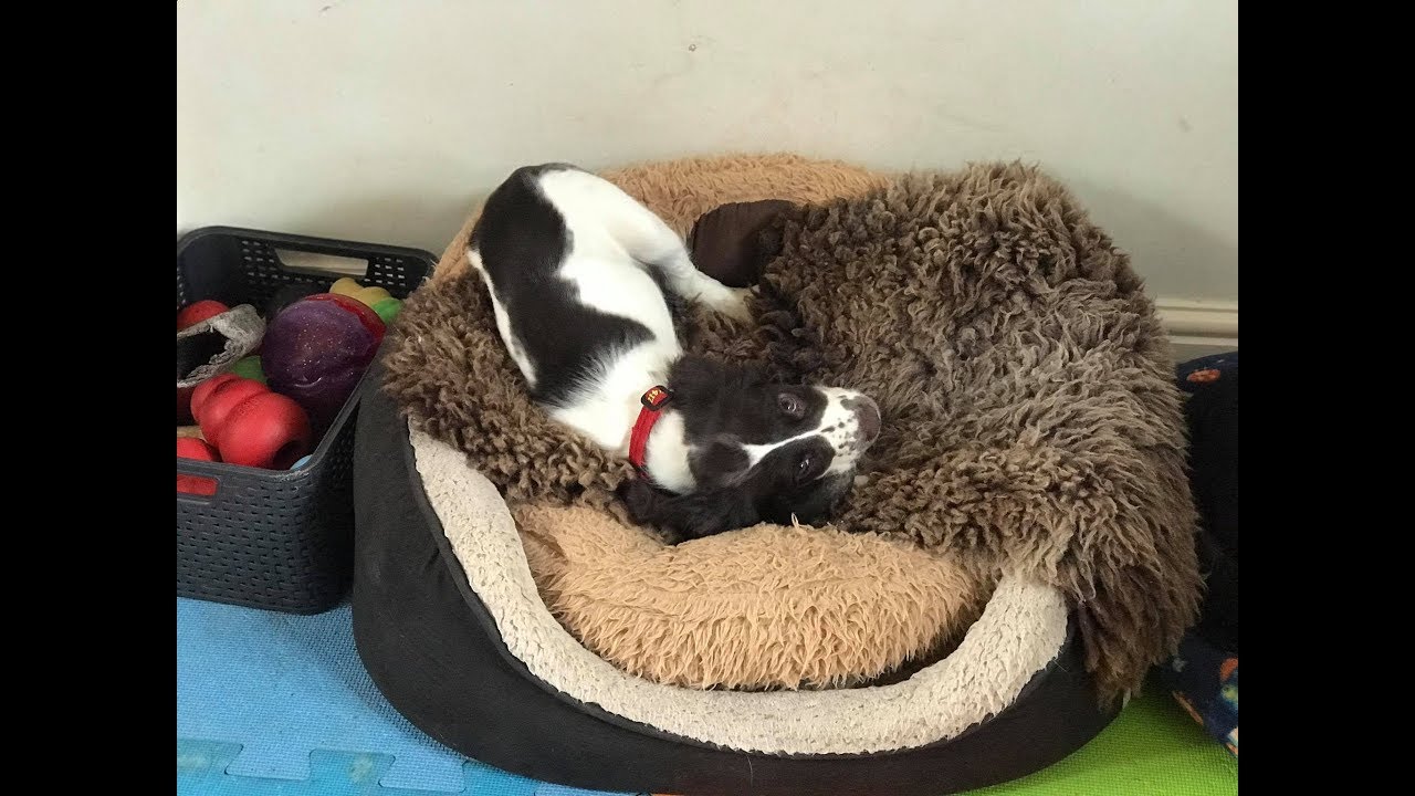 Barney - Springer Spaniel Puppy - 3 Weeks Residential Dog Training