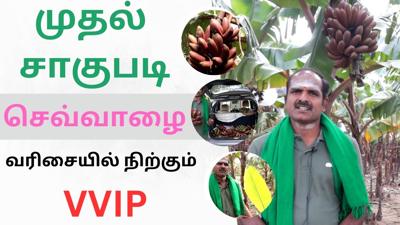 செவ்வாழை சாகுபடி நடவு முதல் அறுவடை வரை|Red Banana cultivation|Organic Red Banana Farming