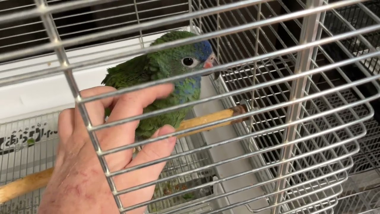 アケボノインコのサファ💎カキカキ💕