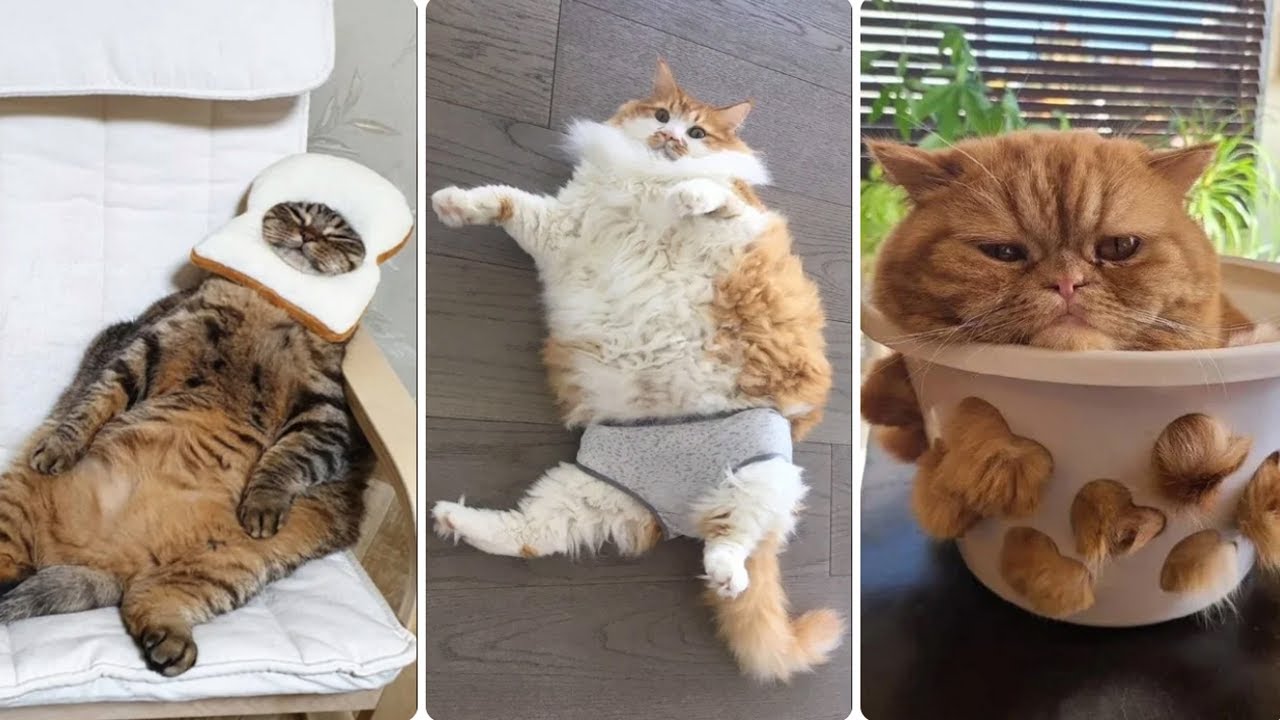 Si Te Gustan Los Gatos, Esto Te Va A Encantar – Bruschimichis