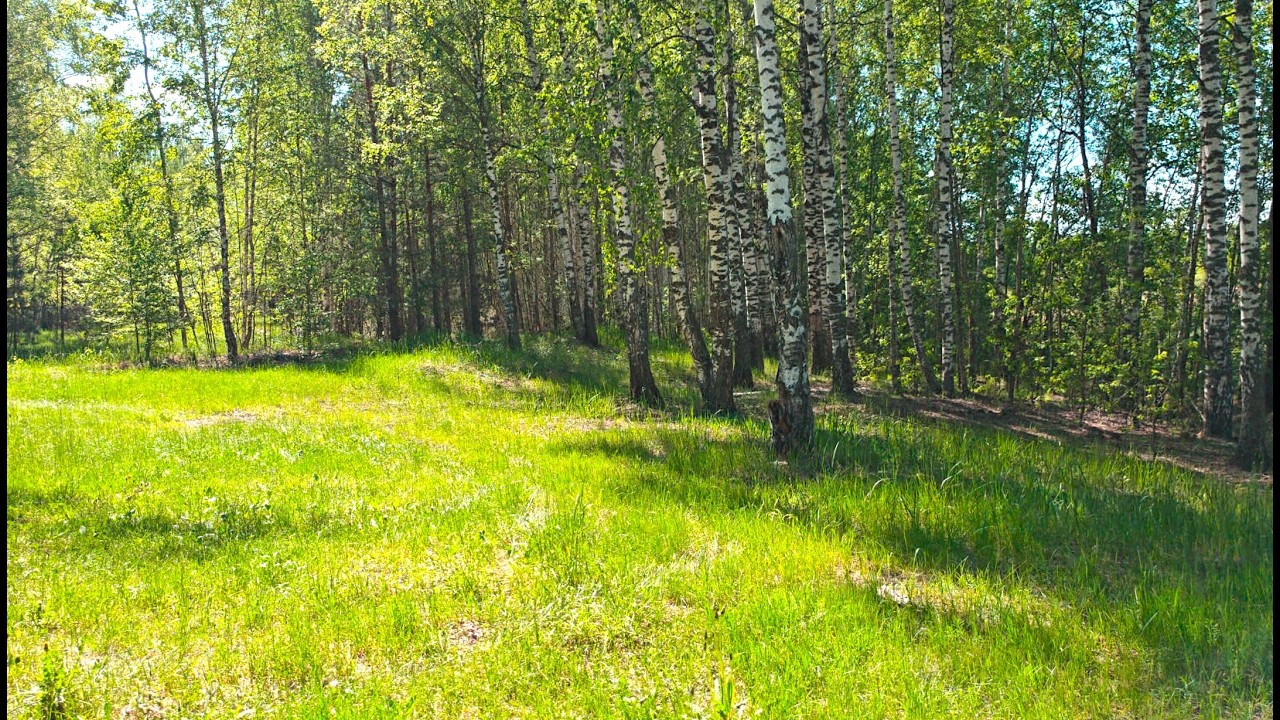 проулка по летней лесополосе  Нижегородская область 26 05 25 HDR
