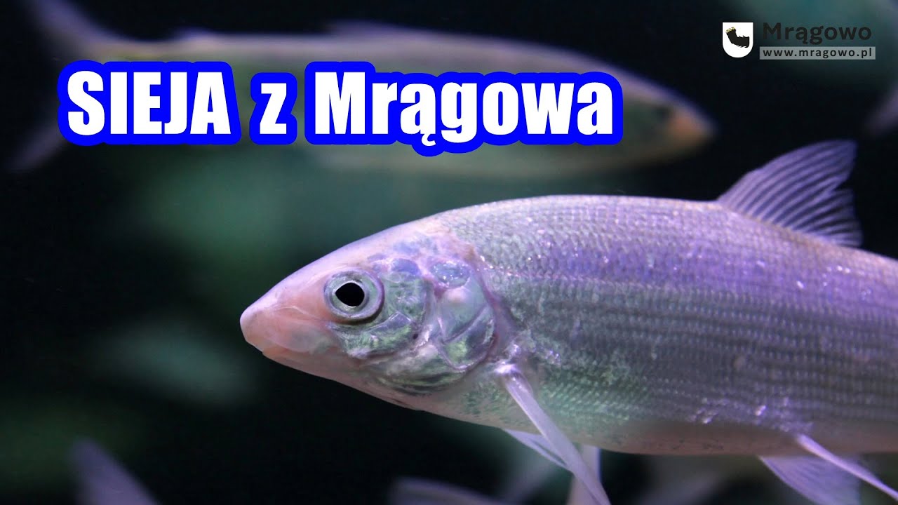 Sieja z Mrągowa w mazurskich jeziorach