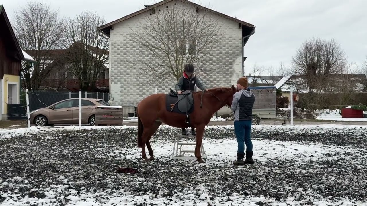 Jungpferdeeinheit mit Olinda