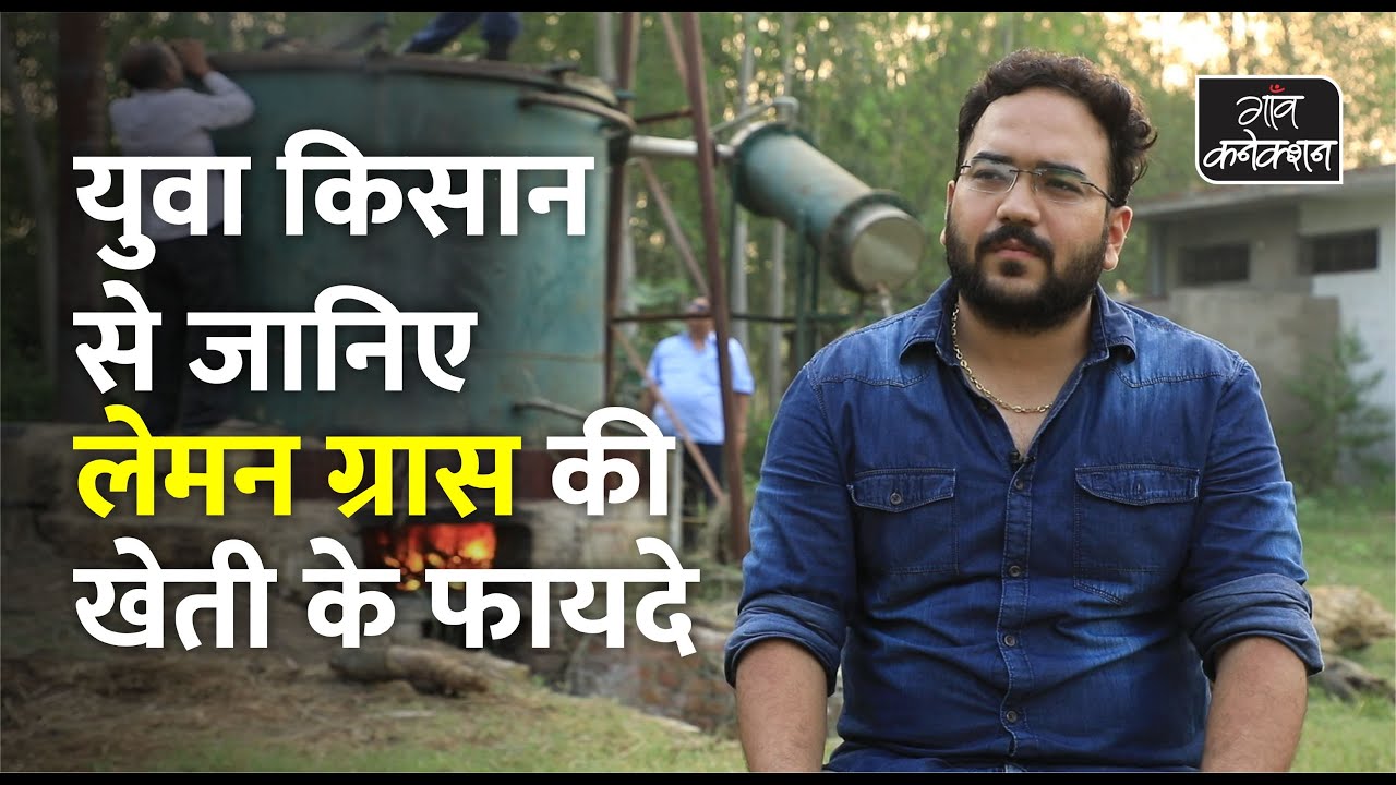 लेमनग्रास की खेती और उससे होने वाली कमाई की पूरी गणित समझिए | Lemongrass - Cultivation, Benefits