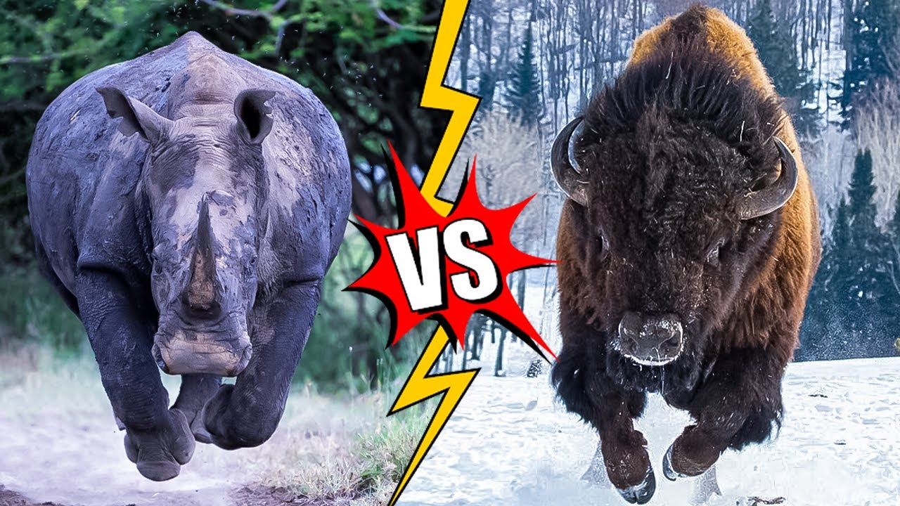 Badak vs Bison | Pertarungan Megafauna Daratan