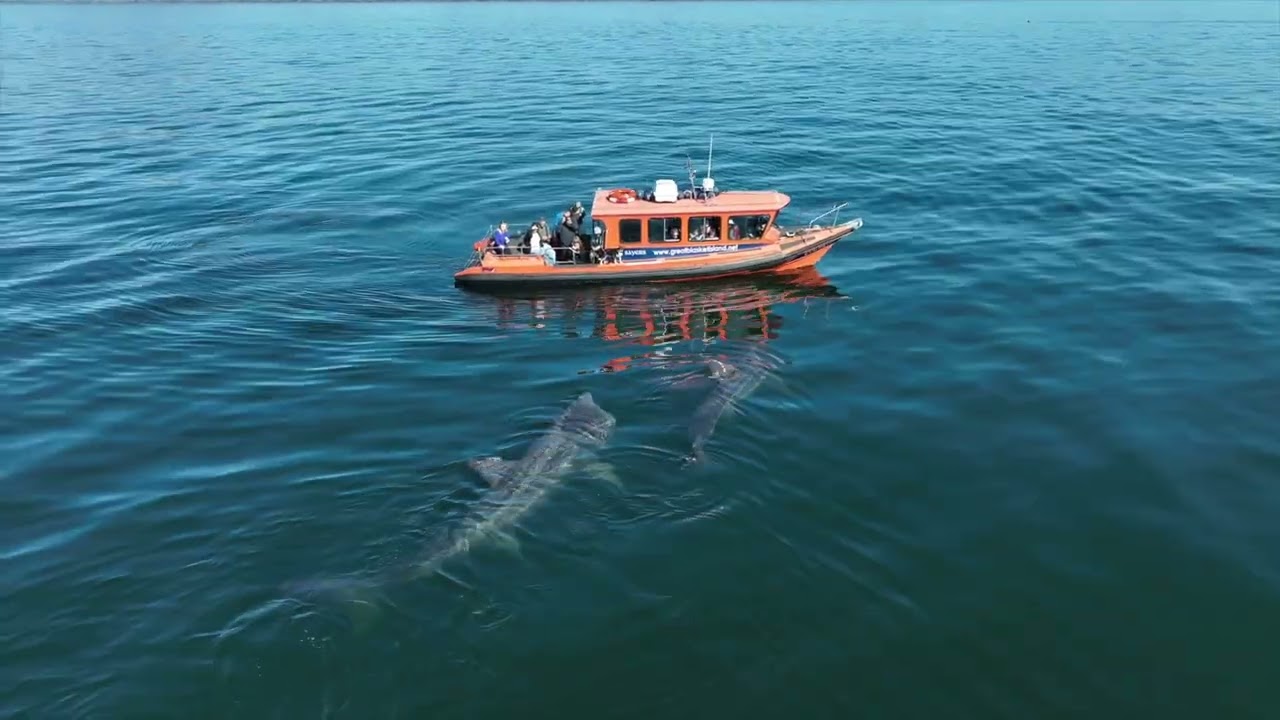 Great Blasket Island Experience
