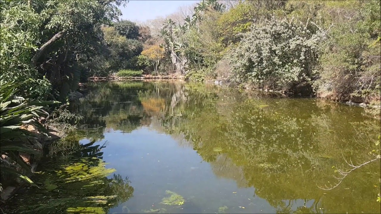 Exploring Jan Celliers Park, Pretoria✔