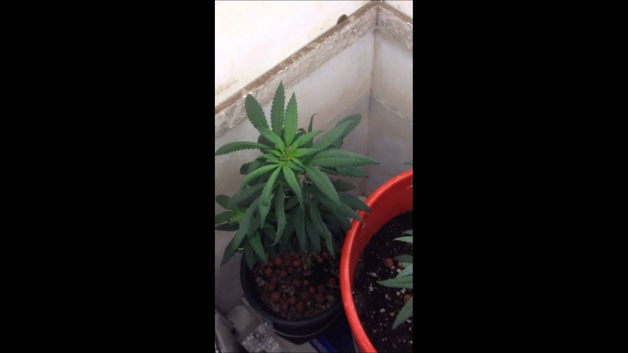Ak48 3rd week of flowering cfl no nutes tap water