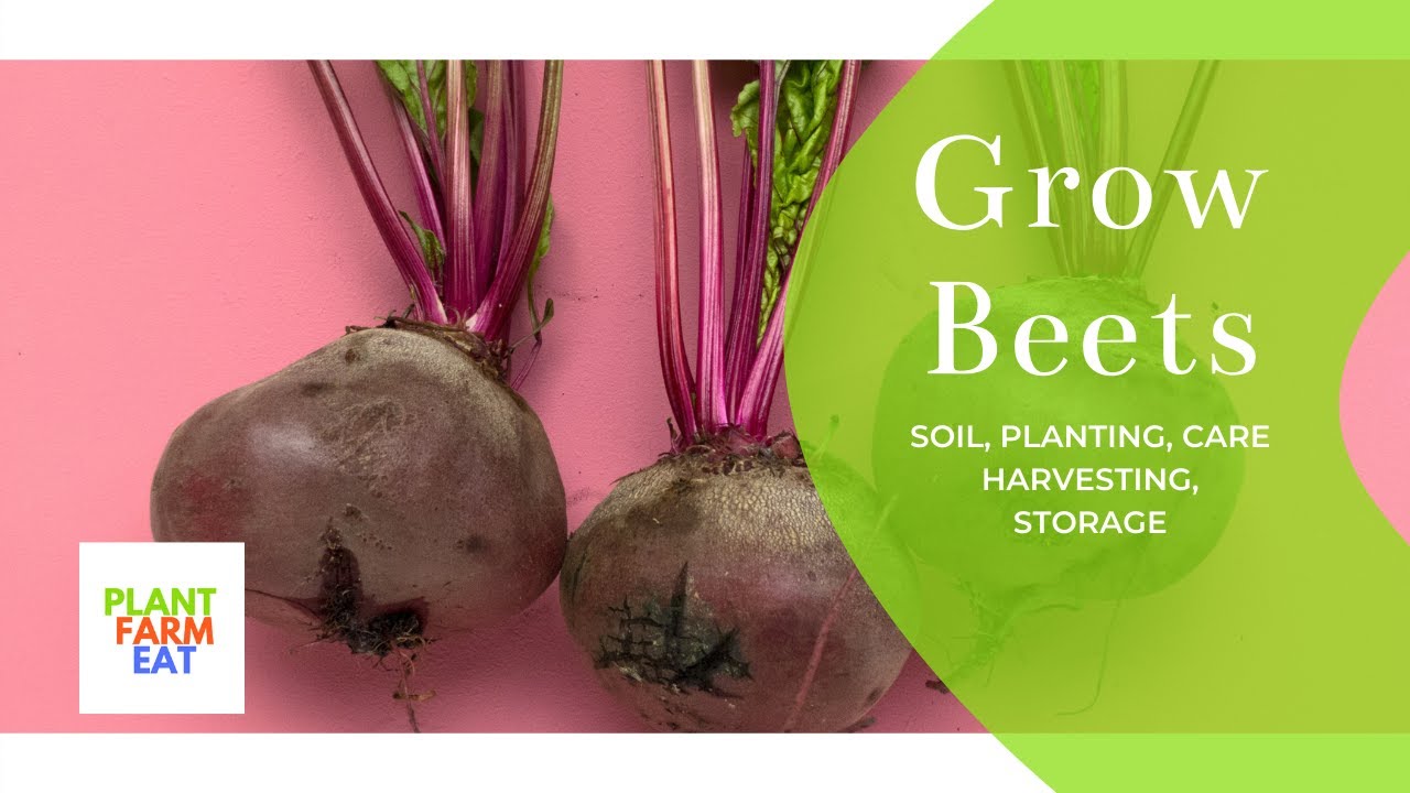 How to grow beets from seed to harvest