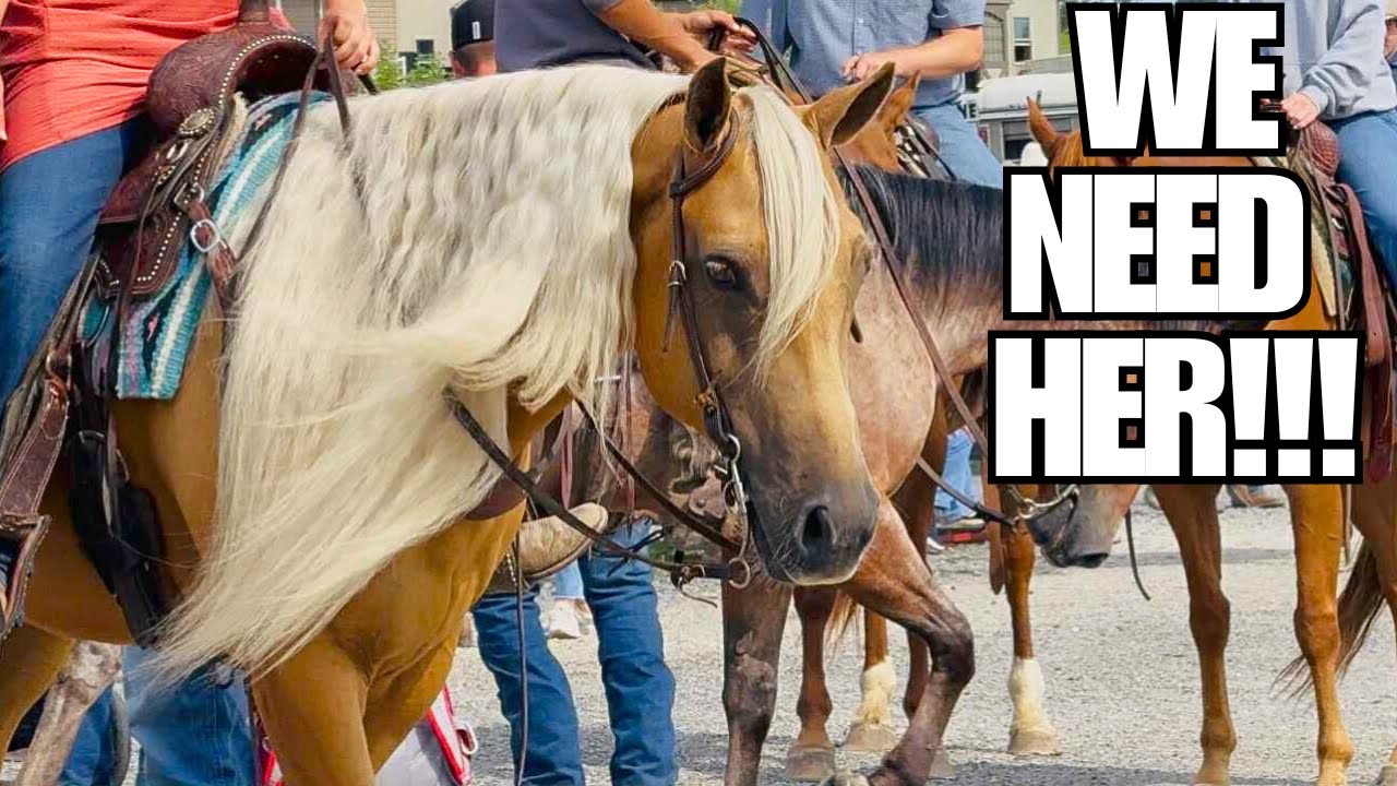 MAGNIFICENT Palomino Mare Is At The Sale! What Happens?