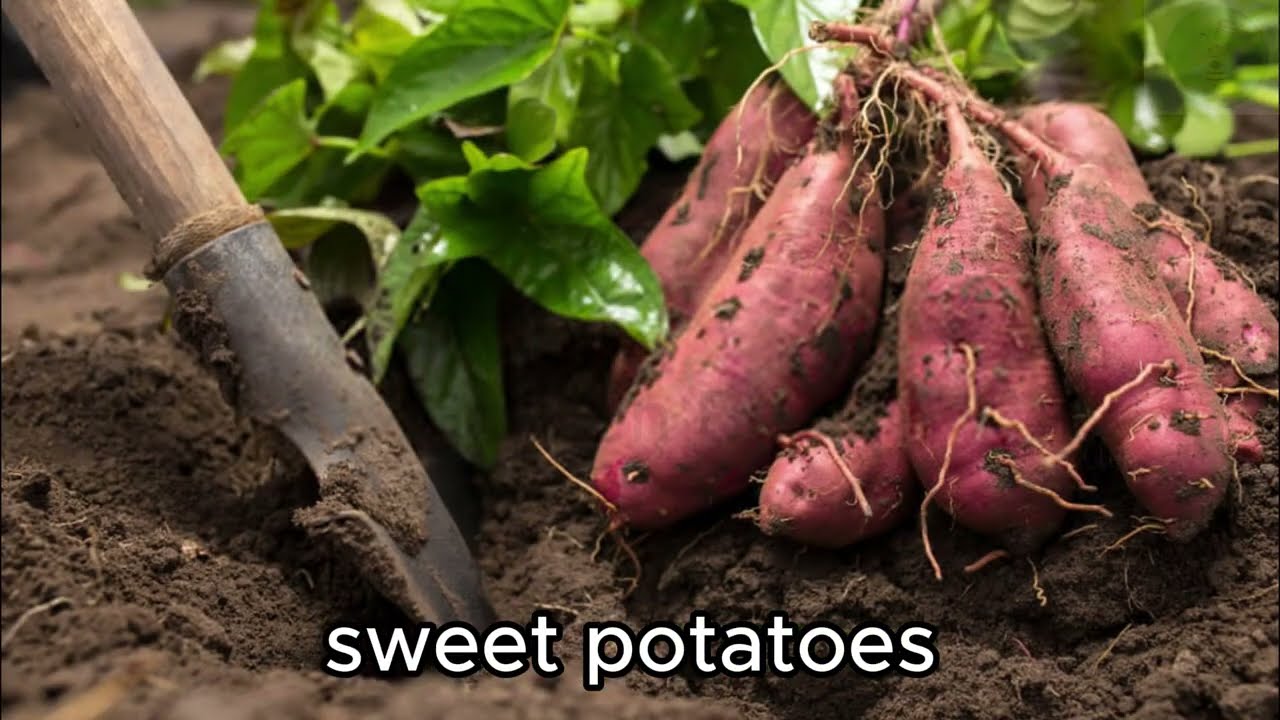 5 GREAT IDEAS, recycle tires to grow vegetables at home
