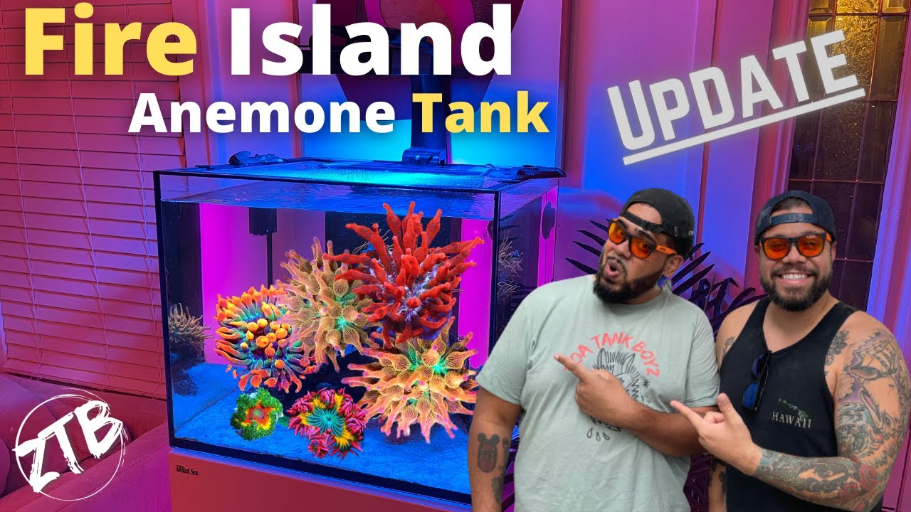 Fire Island- Anemone Tank Update! Feeding Anemones
