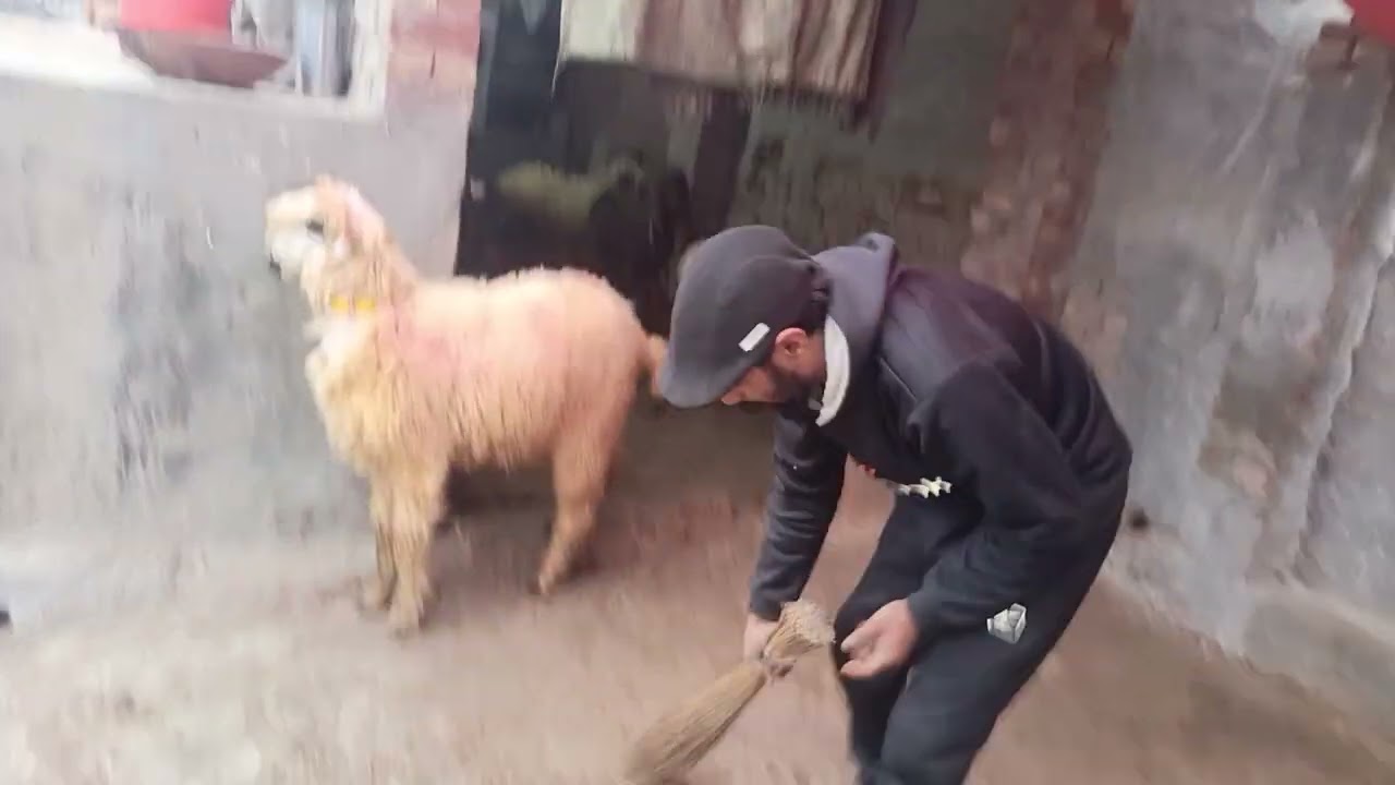Bakra qurbani for sale