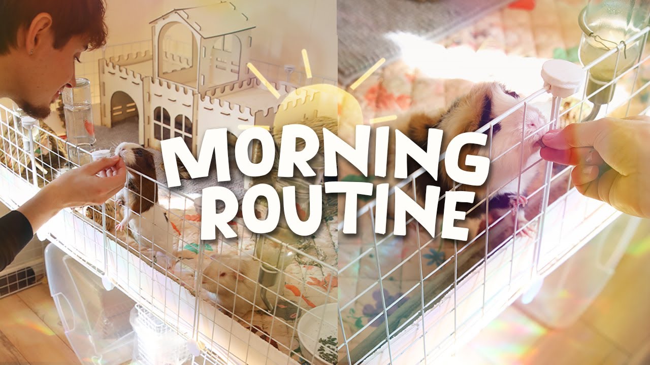 MyMorning Routine as a Guinea Pig Owner