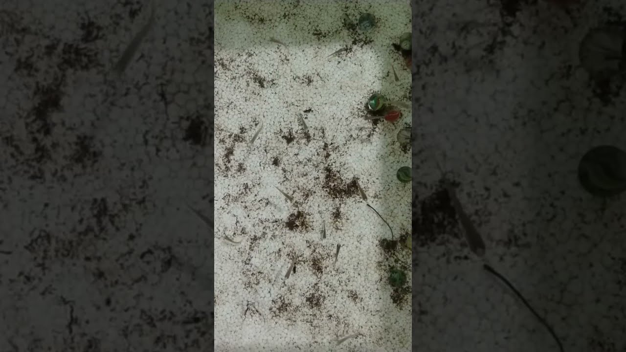 cá cảnh cà mau đang phát trực tiếp!