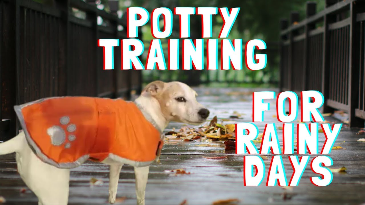 Приучение собак к туалету в плохую погоду☔🐕💦