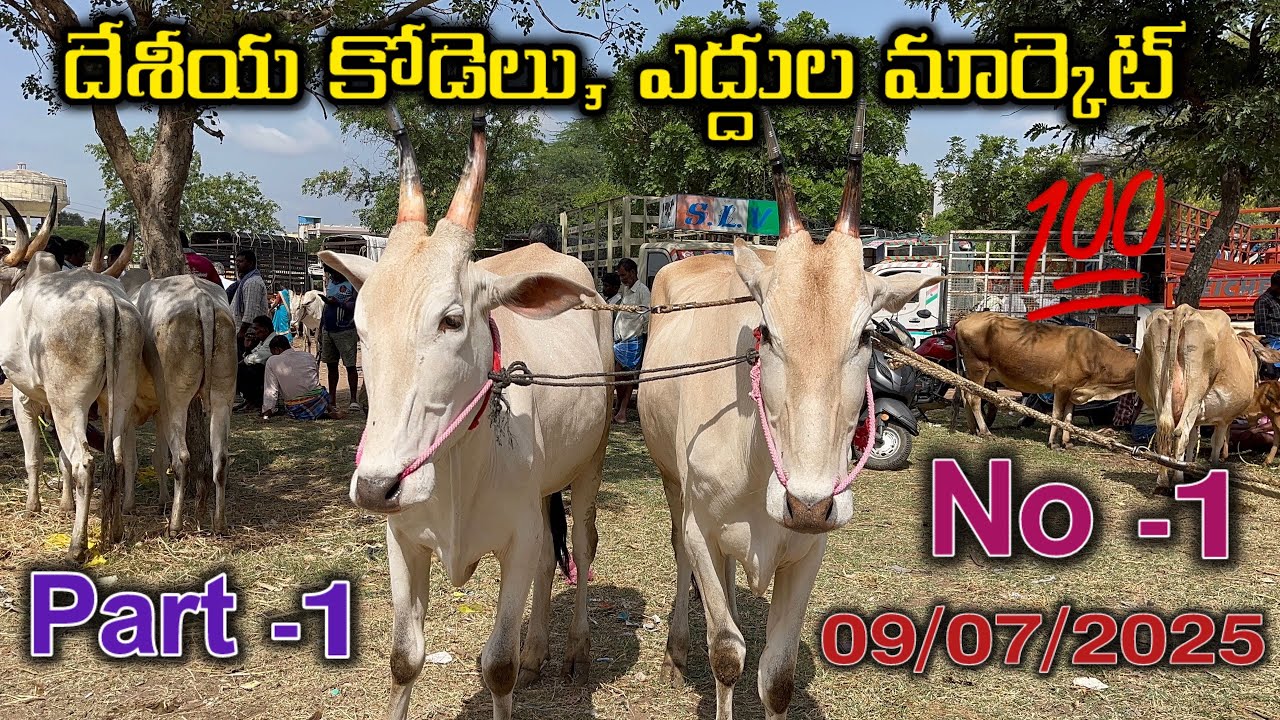 Bull and cow market,punganuru #@lksa1506
