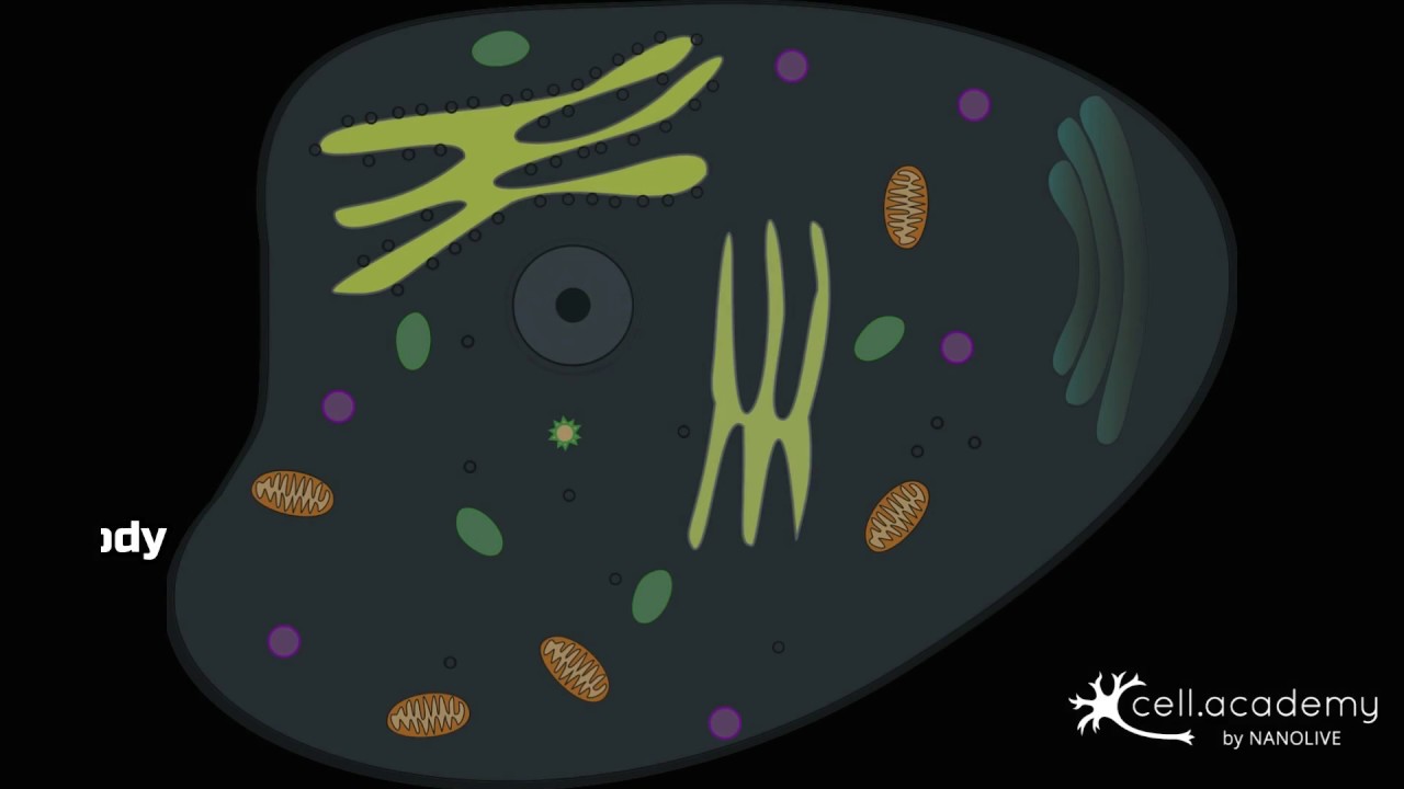 How many cells does the human body have?