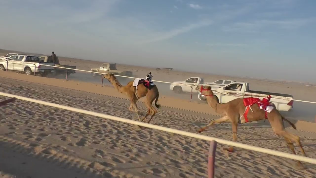 ش١ شواهين ل شاهر أحمد البطحري