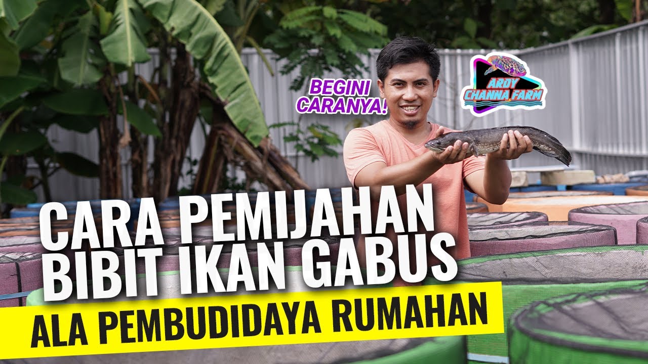 MENGAWINKAN IKAN GABUS BARENG ARDY CHANNA FARM - PEMBIBITAN IKAN GABUS!