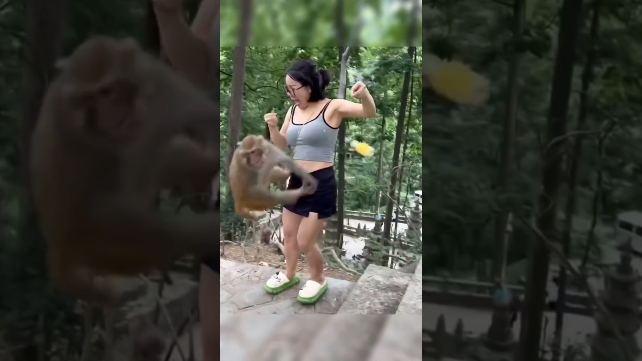 monkeys attack tourists #shorts #shortsvideo #monkey