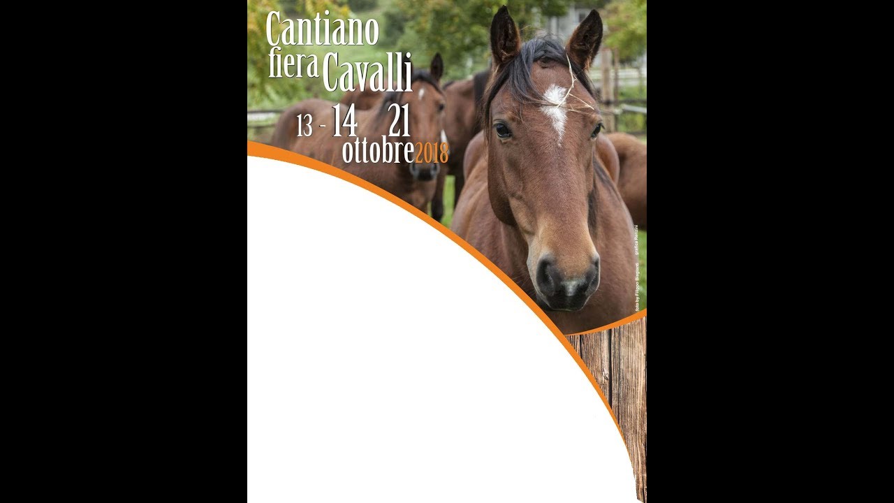 232 Cantiano fiera cavalli 14 ottobre 2018 1° appuntamento