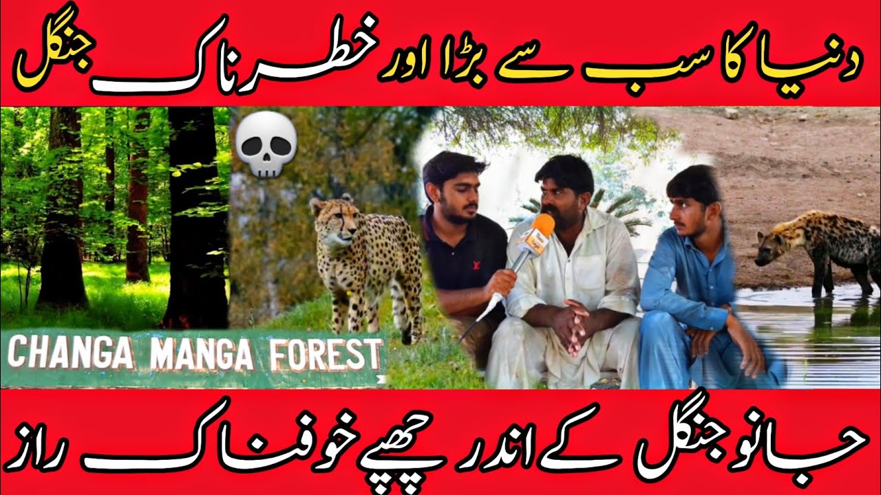 World largest forest | Changa Manga forest | بہت خطرناک جنگل  | ہاتھ سے لگا یا گیا جنگل  😳😱😬