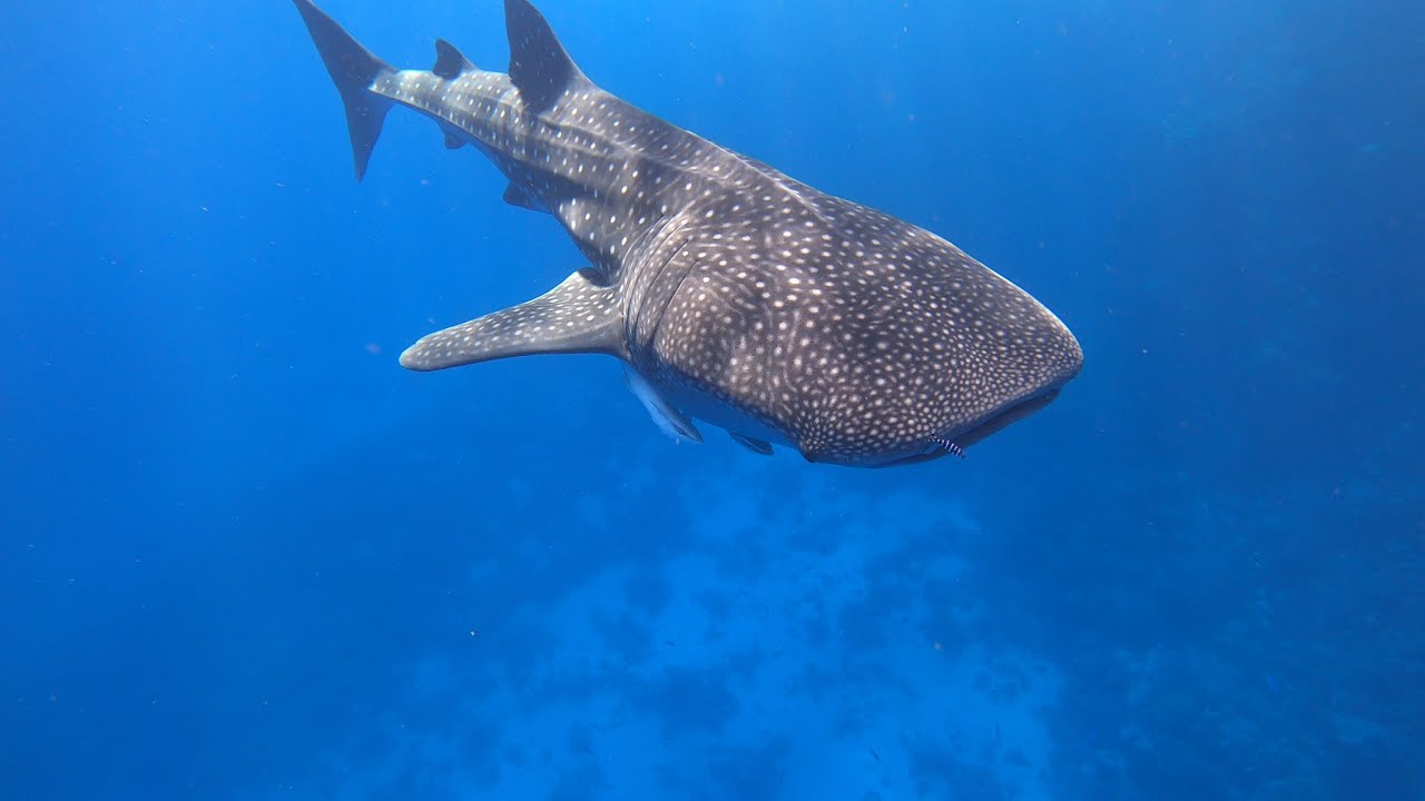 Diving - Abu Dabbab, Egypt - November 2021