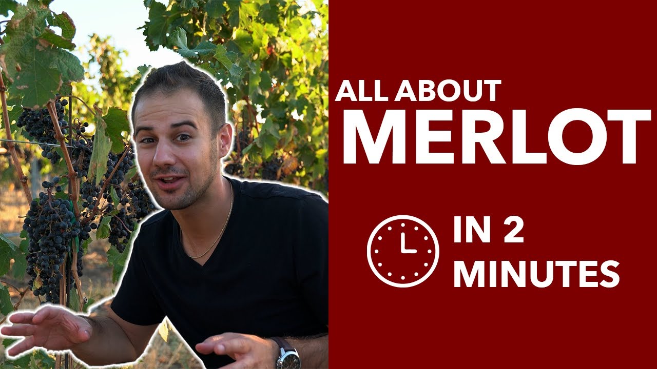Merlot - All About the Red Merlot Wine Grape, from Walla Walla Washington and Beyond