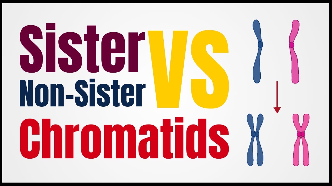 Sister Chromatids vs Non-Sister Chromatids: Roles in Mitosis, Meiosis, and Cell Division