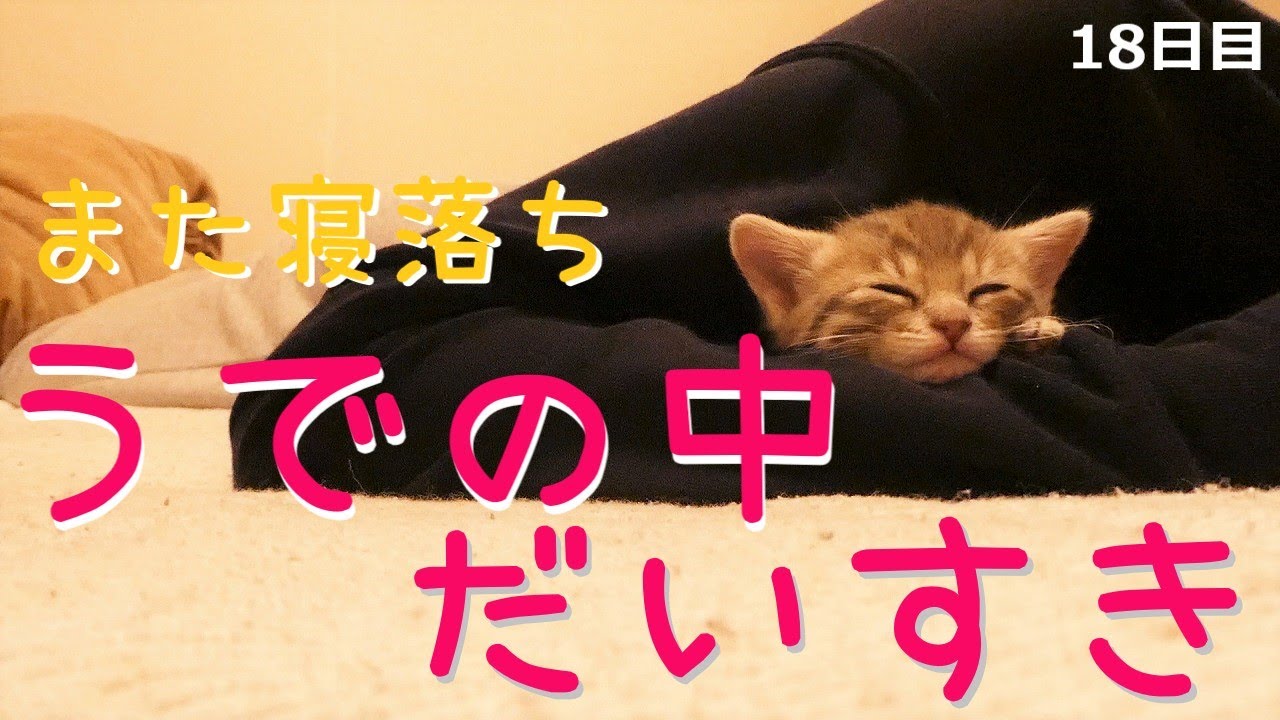 【保護猫】飼い主を寝床にする猫シリーズその４～腕の中が好きすぎる子猫～【生後31日】Kitten sleeping in the arm of a person