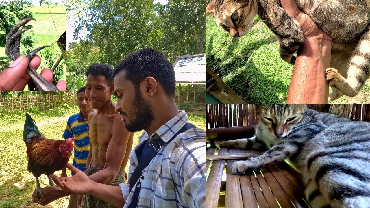 পাহাড়ি দাদার কাছ থেকে শিকারি মুরগ ও বন্য বিড়াল উপহার পেলাম। BD Agro World