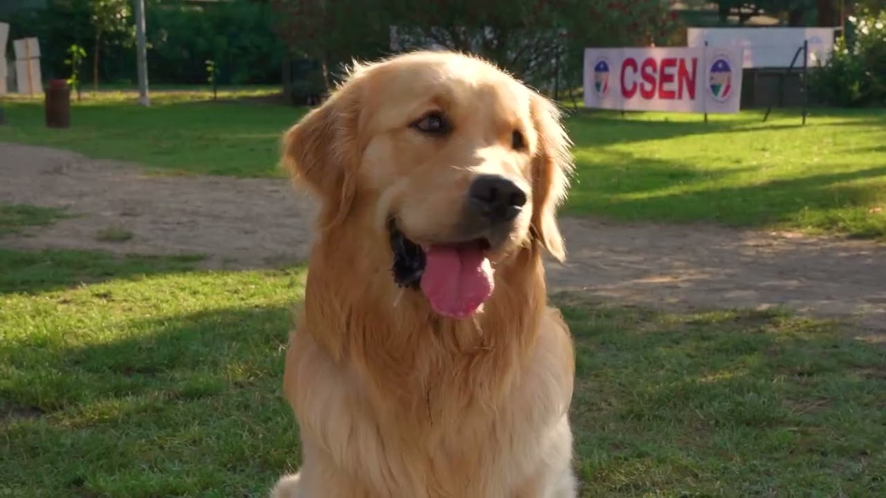 Spot Ufficiale: Dog Sport Experience a Spiaggia Romea