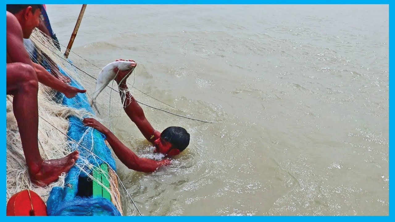 Amazing Fast Hilsa Fishing Skill (PART 88) - Catching Hilsa Fish Big in the River
