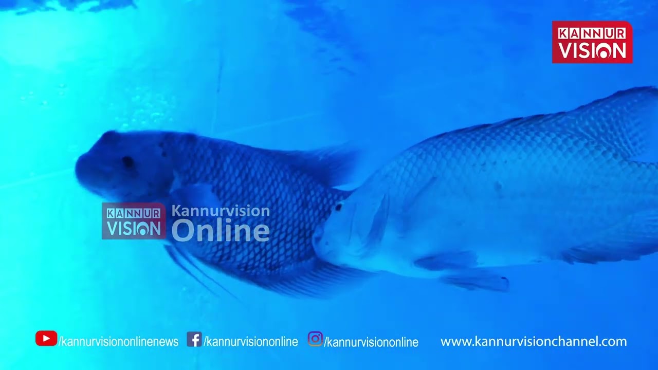 കണ്ണിന് കുളിരേകി വിശാലമായ ഇക്കോടൂറിസം പാർക്ക് സഞ്ചരികളെ മാടിവിളിച്ച്  പാടിക്കുന്ന് ഏബിൾ വില്ലേജ്