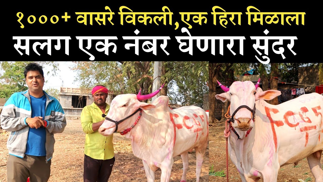 कचरे वाडीच्या सुंदर ची मुलाखत | kachare wadicha sundar