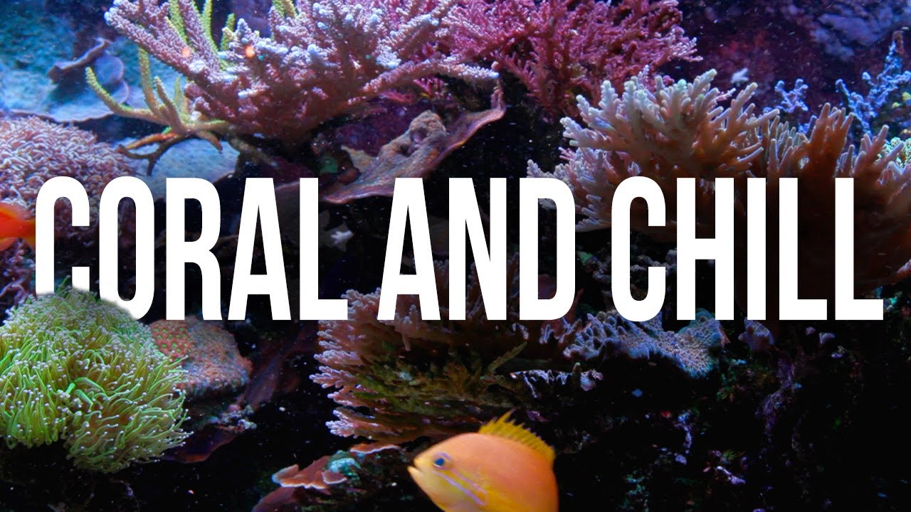 Tidal Gardens Radio: Relax with Some of our Favorite Reef Tanks