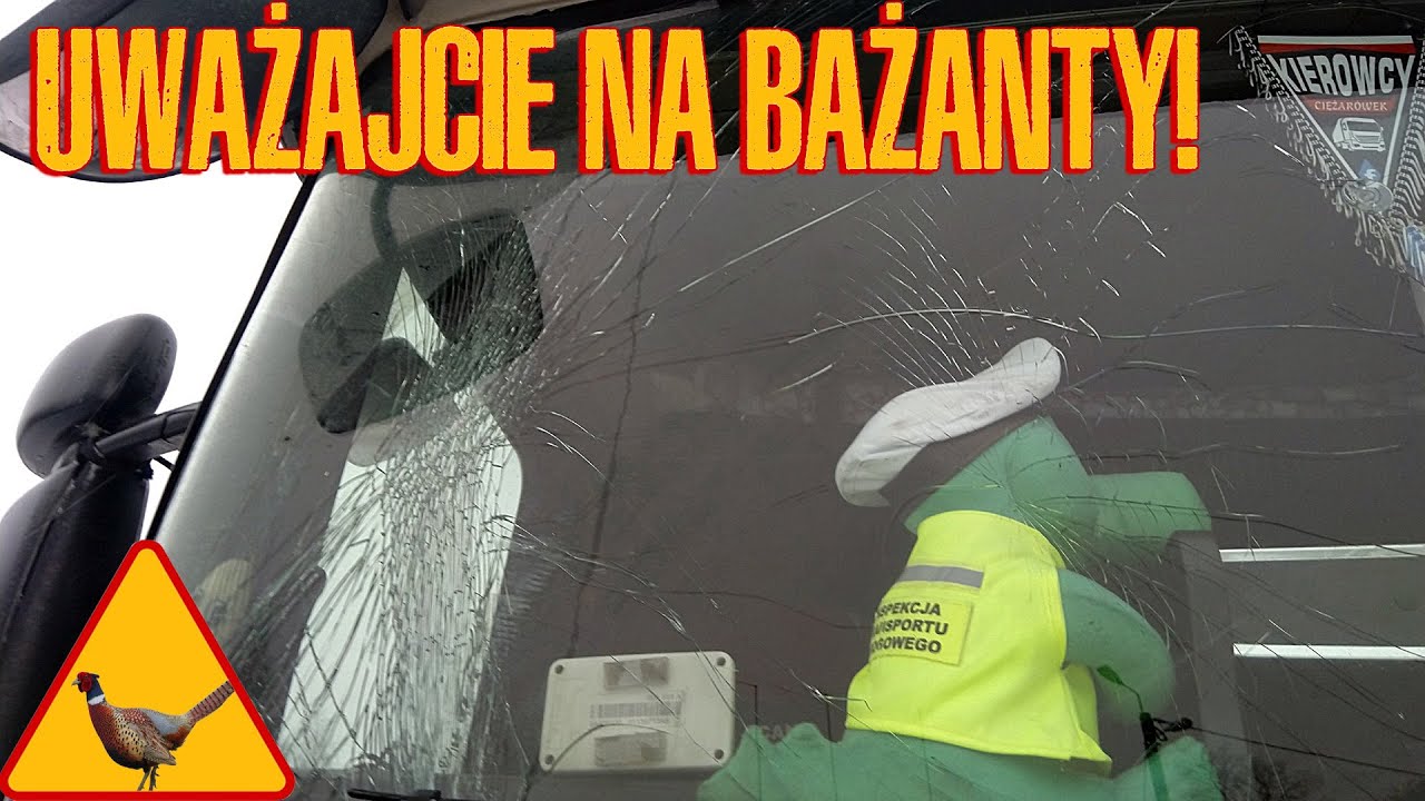 Uważajcie na bażanty! | KrychuTIR™