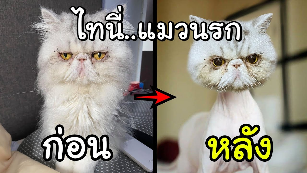 ไทนี่แมวหนูจี๊ดสุดซ่า