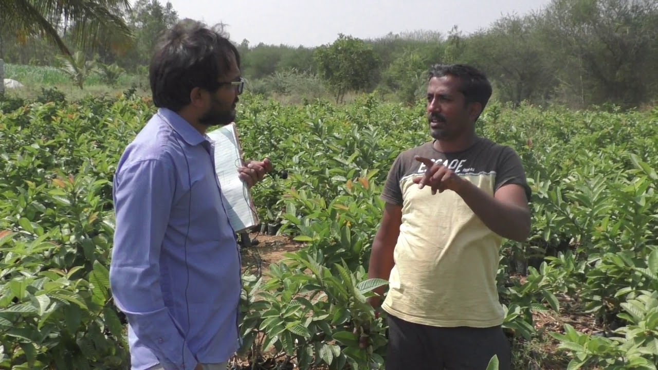 India one of the largest Arka kiran and arka purna approach method guava plant nursery