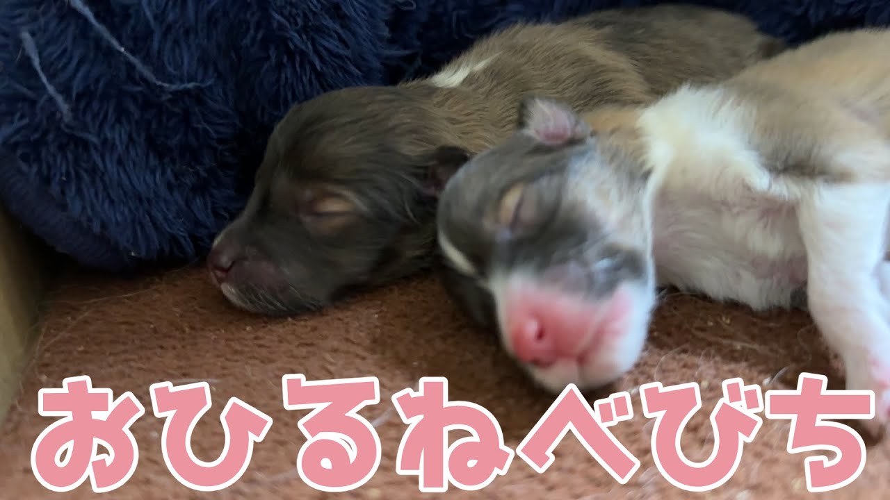 【シェルティ】おひるねべびち💤【癒しすぎる】