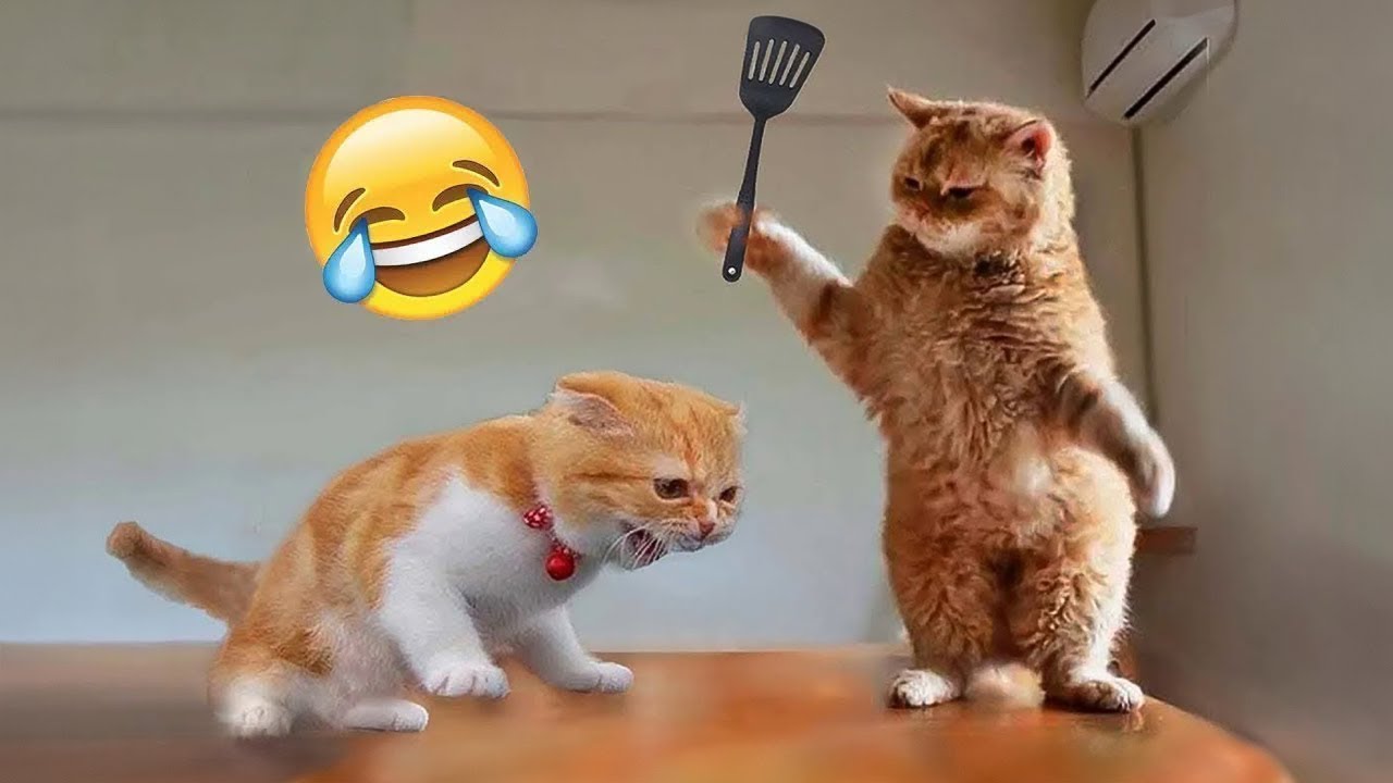Смешные кошки и собаки 🐶🐱 Приколы с Животными #35